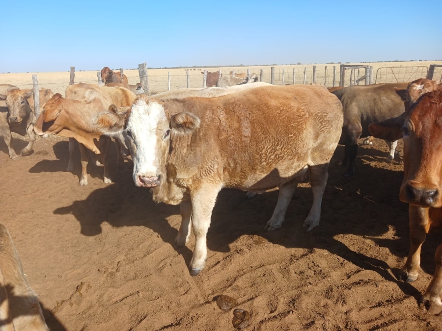  Bedroom Property for Sale in Vryburg Rural North West